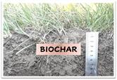 Biochar Addition Affecting Soil Physical Chemical And Biological